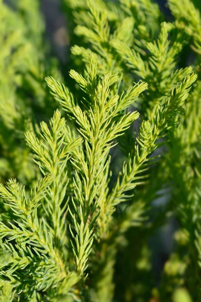 Zweige Der Japanischen Zeder Little Champion Lateinischer Name Cryptomeria Japonica — Stockfoto