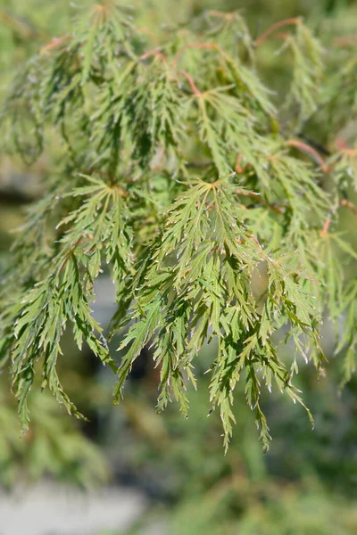 Dissectum Viridis Japanese Maple Latin Name Acer Palmatum Dissectum Viridis — Stock Photo, Image