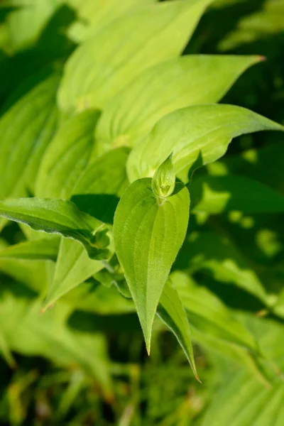 Hairy Toad Lily Leaves Latin Name Tricyrtis Hirta — Stock Photo, Image