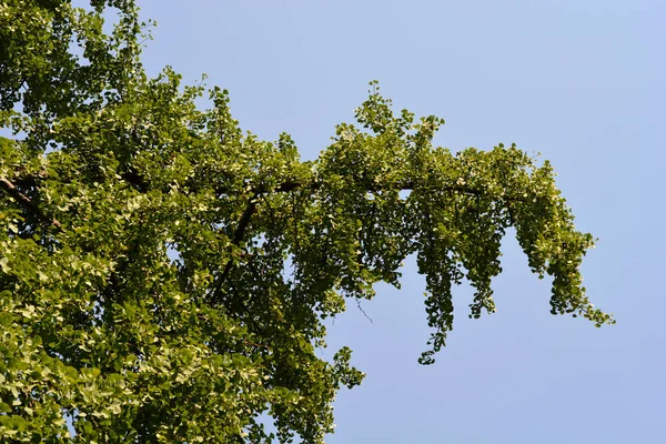 Ginkgo Δέντρο Λατινική Ονομασία Ginkgo Biloba — Φωτογραφία Αρχείου