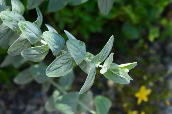 Mountain Johns Wort Leaves Латинское Название Hypericum Montanum — стоковое фото