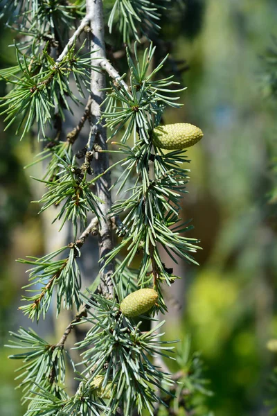 Weeping Blue Atlas Cedar Branch Latin Name Cedrus Atlantica Glauca — Stock Photo, Image