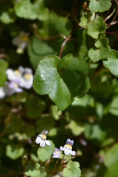 Kenilworth Ivy Małe Kwiaty Łacińska Nazwa Cymbalaria Muralis — Zdjęcie stockowe