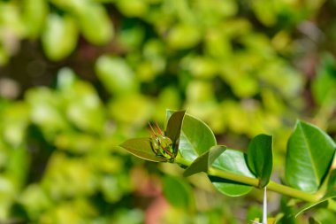 Natal erik yaprakları - Latince adı - Carissa makrocarpa