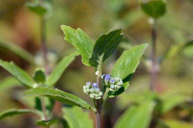 Mavi Sakal Çiçekleri - Latince adı - Caryopteris x Clandonensis