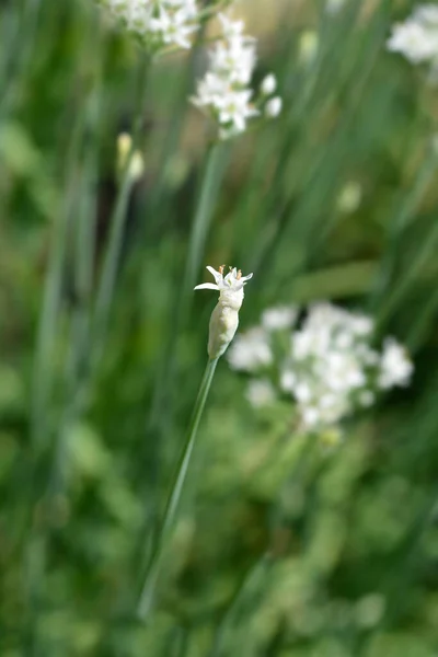 Slender false garlic flower bud - Latin name - Nothoscordum gracile