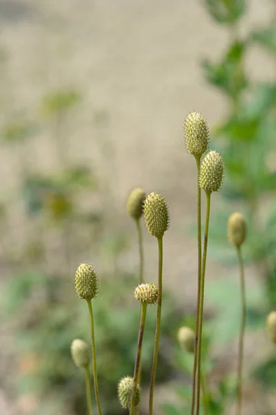 Wysokie Głowice Nasion Anemonu Łacińska Nazwa Anemone Virginiana — Zdjęcie stockowe