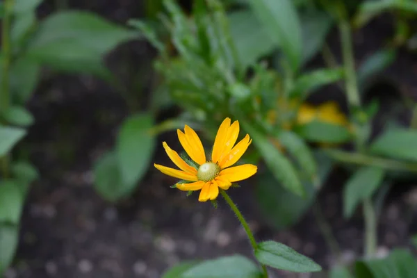 Gloriosa Daisy Irish Eyes Латинська Назва Rudbeckia Hirta Irish Eyes — стокове фото