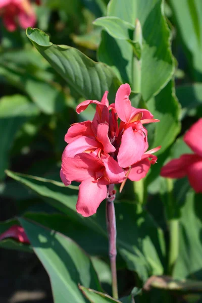 Canna Liljekonvalj Latinskt Namn Canna Generalis Tropical Rose — Stockfoto