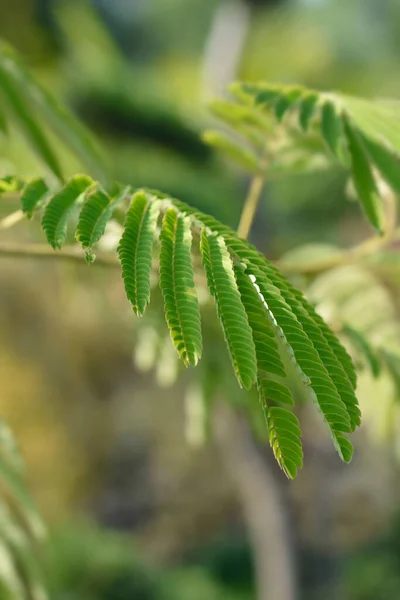 Zijde Boombladeren Latijnse Naam Albizia Julibrissin — Stockfoto