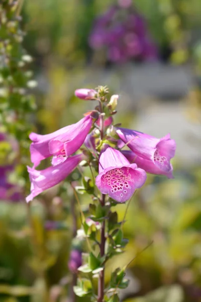 Common Foxglove Latin Name Digitalis Purpurea — Stock Photo, Image