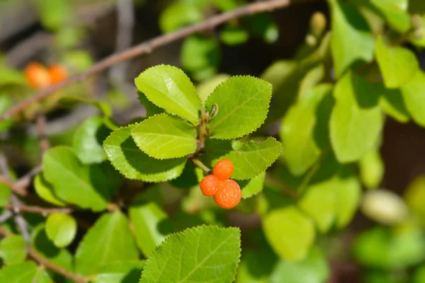 Crossberry Fruit Латинское Название Grewia Similis — стоковое фото