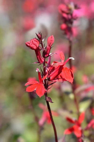 Cardinal Flower Latin Name Lobelia Cardinalis — Stock Photo, Image