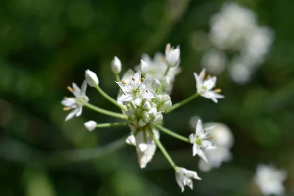 Muguri Flori Usturoi False Nume Latin Nothoscordum Gracile — Fotografie, imagine de stoc