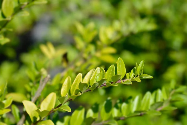 Honeysuckle Maigrun Λατινική Ονομασία Lonicera Ligustrina Var Yunnanensis Maigrun Lonicera — Φωτογραφία Αρχείου