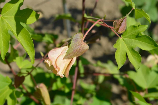 Feuilles Fleurs Coton Levant Nom Latin Gossypium Herbaceum — Photo