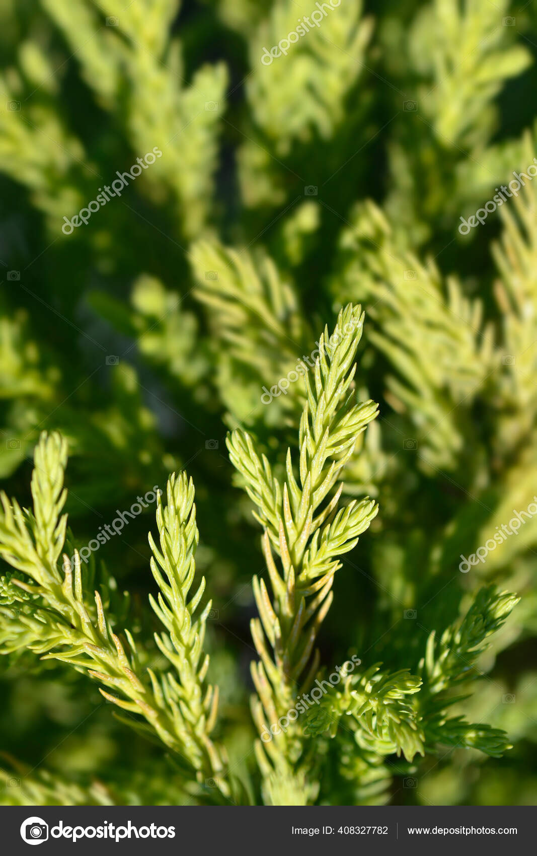 Japanese Cedar Little Champion Branches Latin Name Cryptomeria Japonica Stock Photo by ©nahhan 408327782