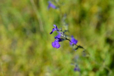 Bebek bilgesi Mavi Monrovia - Latince adı - Salvia microphylla Blue Monrovia