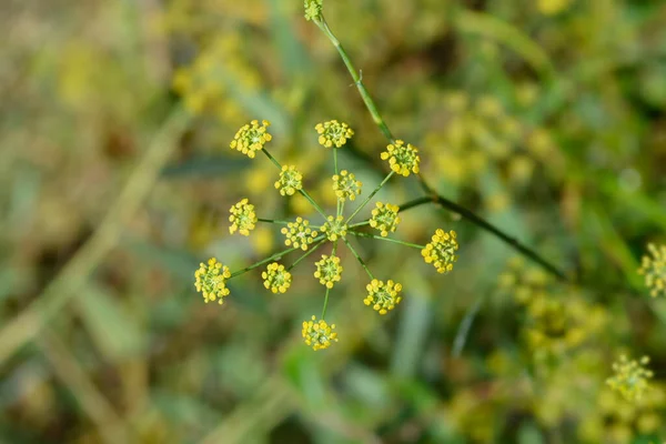 Žluté Květy Fenyklu Latinský Název Foeniculum Vulgare — Stock fotografie