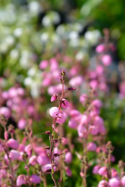 Dabeocs Heath Pink Flowers Латинское Название Daboecia Cantabrica — стоковое фото