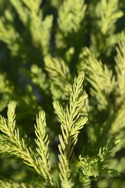 챔피언 나뭇가지 라틴어 Cryptomeria Japonica Little Champion — 스톡 사진