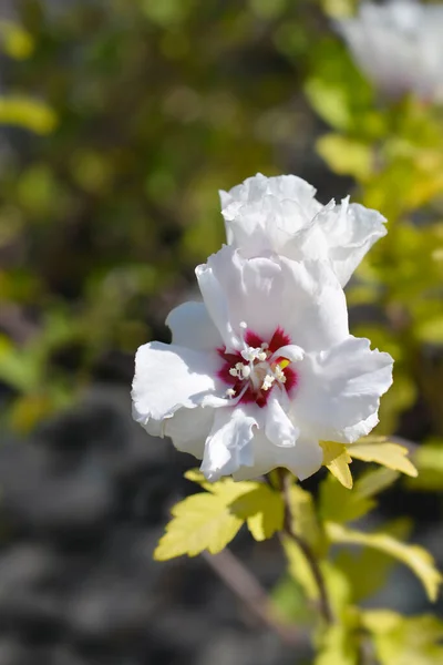 Rose Sharon Speciosus Latin Name Hibiscus Syriacus Speciosus — Stock Photo, Image