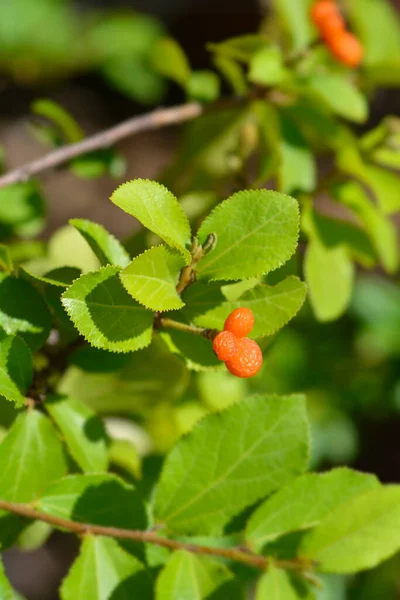 Fruits Baies Nom Latin Grewia Similis — Photo