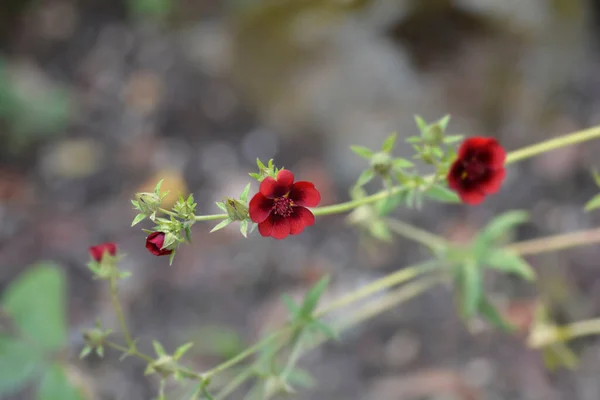 Dark Crimson Cinquefoil Flower Nom Latin Potentilla Atrosanguinea — Photo