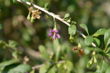 Çin boxthorn mor çiçeği - Latince adı - Lycium chinense