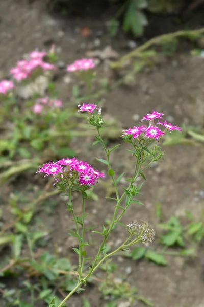 Roční Phlox Twinkle Star Latinský Název Phlox Drummondii Twinkle Star — Stock fotografie