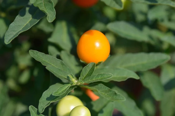 Cerise Fausse Jérusalem Nom Latin Solanum Pseudocapsicum — Photo