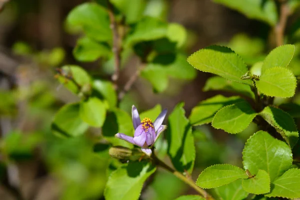 Crossberry Purpurowy Kwiat Łacińska Nazwa Grewia Similis — Zdjęcie stockowe