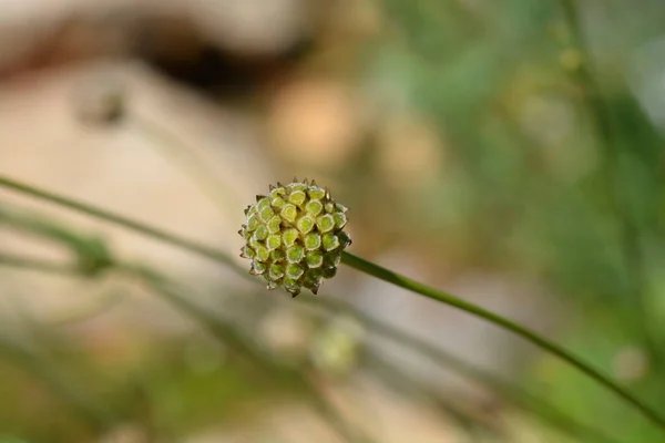 Weiße Krätze Lateinischer Name Cephalaria Leucantha — Stockfoto