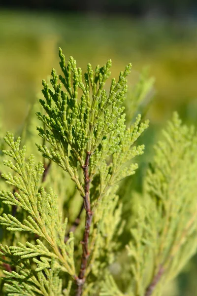 Tütsü Sedir Sütunu - Latince adı - Calocedrus Sütunu yok eder