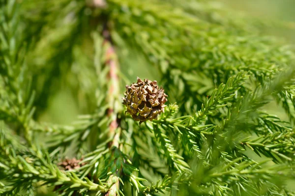 Japanese Cedar Cone Latin Name Cryptomeria Japonica — Stock Photo, Image