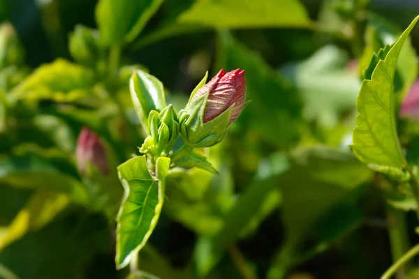 Róża Pąków Kwiatowych Sharon Łacińska Nazwa Hibiscus Syriacus — Zdjęcie stockowe