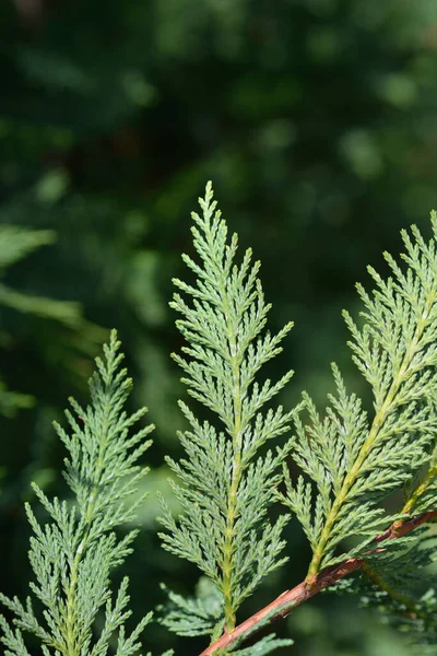 Leyland Selvi - Latince adı - Cuprocyparis leylandii