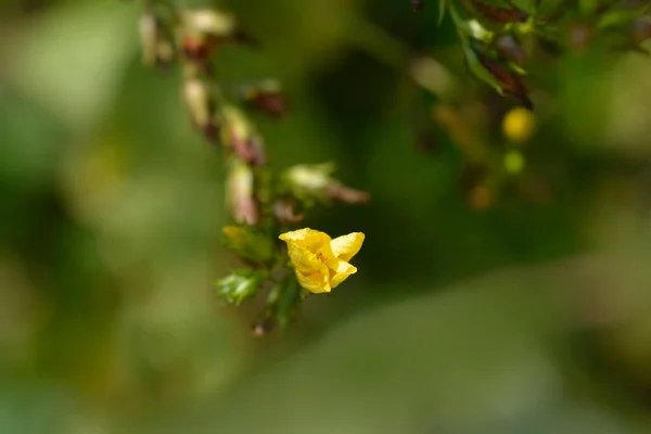 Mountain Johns Wort Μπουμπούκι Λουλουδιών Λατινική Ονομασία Hypericum Montanum — Φωτογραφία Αρχείου