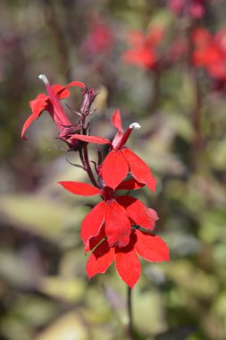 Kardinal çiçeği - Latince adı - Lobelia Cardinalis
