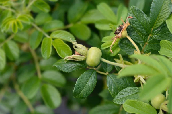 Rugosa Rosa Canina Immatura Nome Latino Rosa Rugosa — Foto Stock