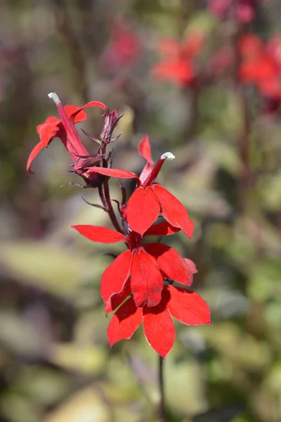 Kardinal Çiçeği Latince Adı Lobelia Cardinalis — Stok fotoğraf