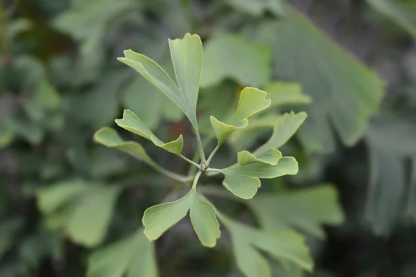 Φύλλα Ginkgo Fastigiata Λατινική Ονομασία Ginkgo Biloba Fastigiata — Φωτογραφία Αρχείου