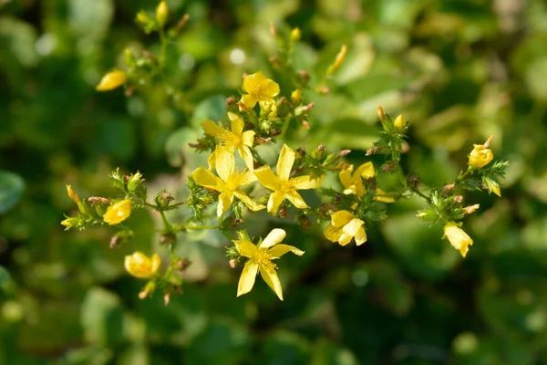 Johanniskraut Lateinischer Name Hypericum Montanum — Stockfoto