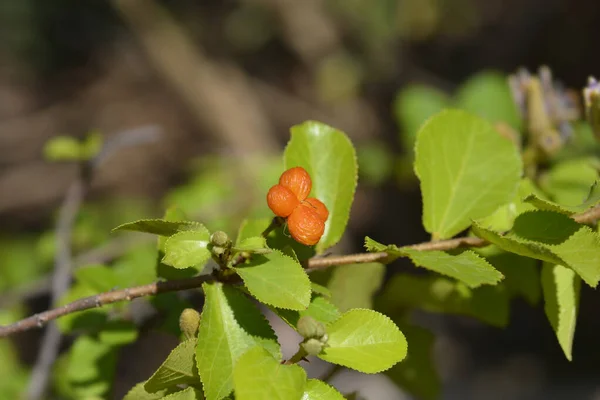 Fruits Baies Nom Latin Grewia Similis — Photo