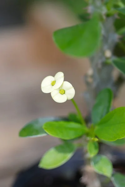 Fleurs Épine Christs Blancs Nom Latin Euphorbia Milii — Photo