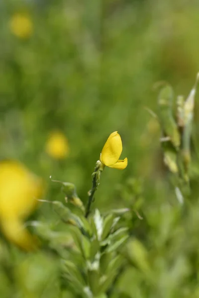 Πασχαλινές Σκούπες Λατινική Ονομασία Genista Spachiana — Φωτογραφία Αρχείου