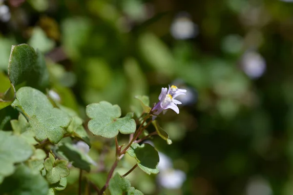 Kenilworth Ivy Małe Kwiaty Łacińska Nazwa Cymbalaria Muralis — Zdjęcie stockowe