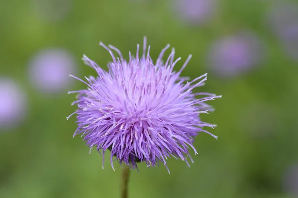 Tek Çiçekli Sawwort Latince Adı Klasea Lycopifolia Serratula Lycopifolia — Stok fotoğraf