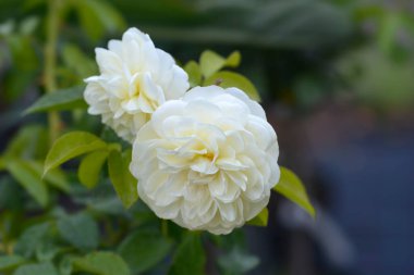 Rose Lady Romantica çiçekleri - Latince adı - Rosa Lady Romantica