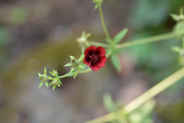 Dark Crimson Cinquefoil Flower Nom Latin Potentilla Atrosanguinea — Photo